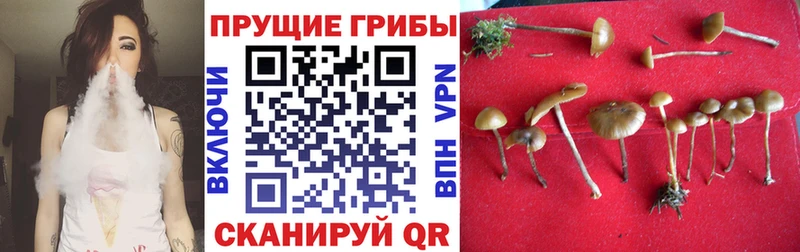 купить закладку  Лукоянов  Галлюциногенные грибы GOLDEN TEACHER 